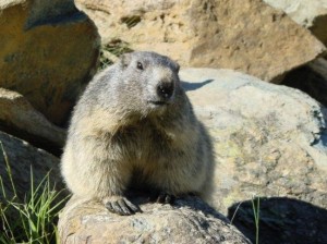 marmot trail 1