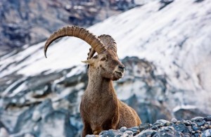 wildlife zermatt 2