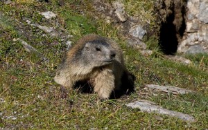 wildlife zermatt 3