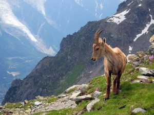 wildlife zermatt 4