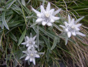 edelweiss 2