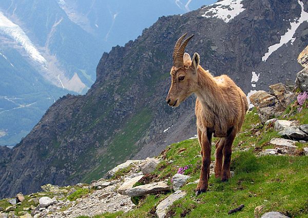 wildlife at zermatt